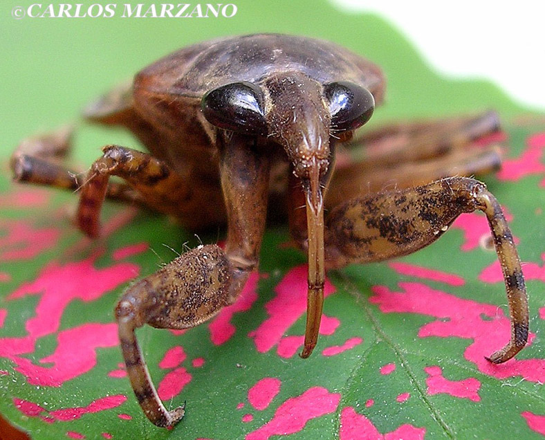 Springfield Plateau Giant Water Bug