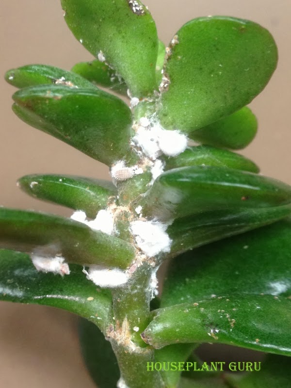 Houseplant Guru April 2014