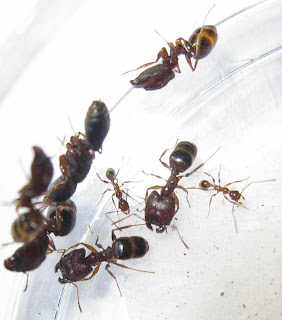 Queen and major workers of Pheidole sp