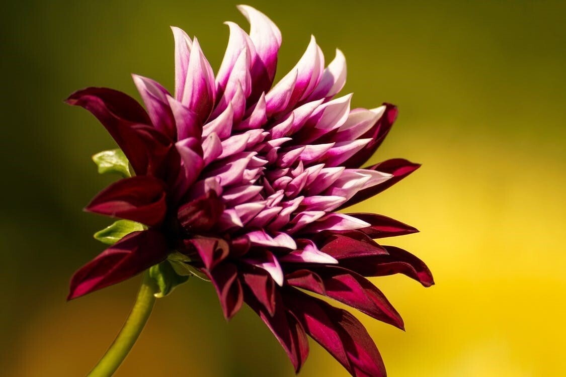 5 Types of Cut Flowers Widely Grown in the Philippines ~ Wazzup