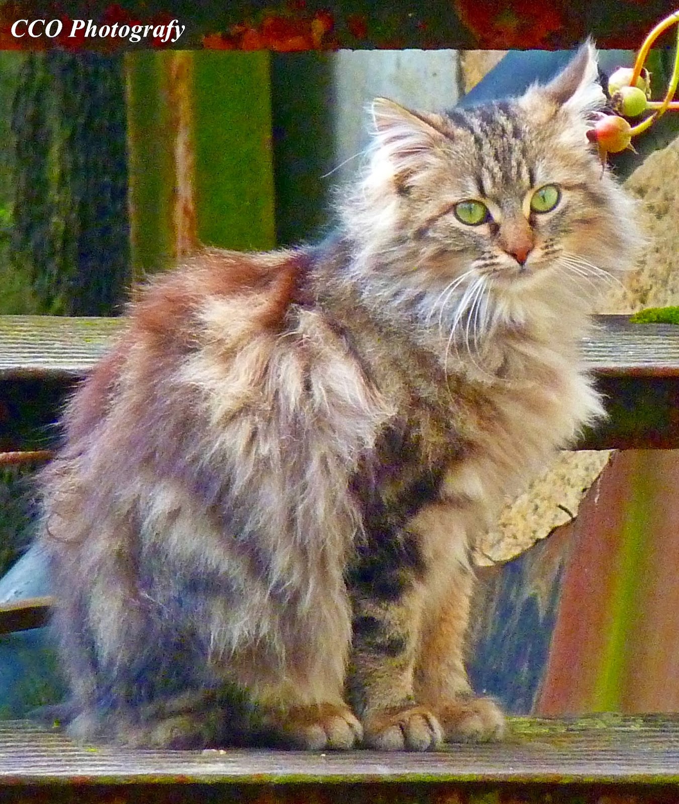 Les photos de Christelle De jolis minous