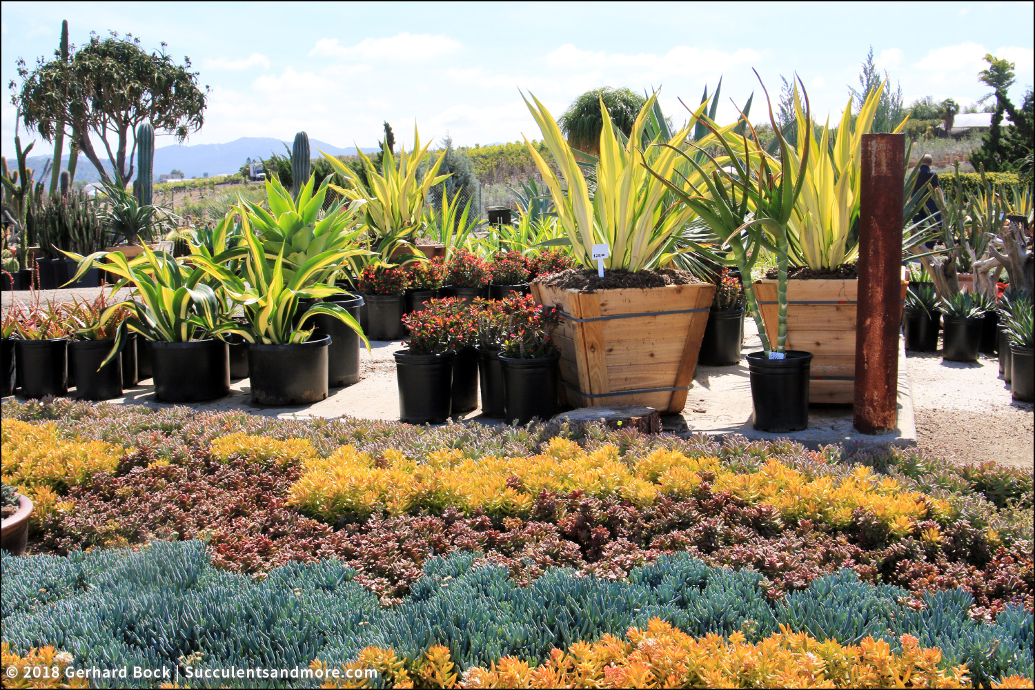 Heritage Nursery West Evergreen Shrubs