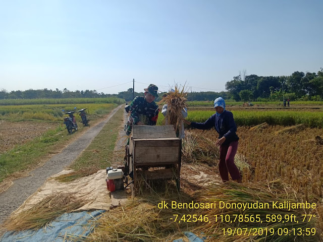 Babinsa Donoyudan Panen Cibagendit Babinsa Donoyudan Panen Cibagendit