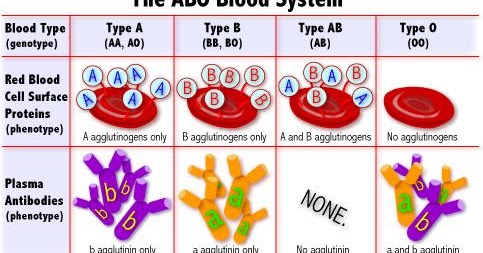 Cara Membedakan Golongan Darah A, B, AB, dan O - masyog.com