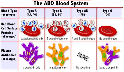 Penggolongan Darah Manusia Sistem A, B, O