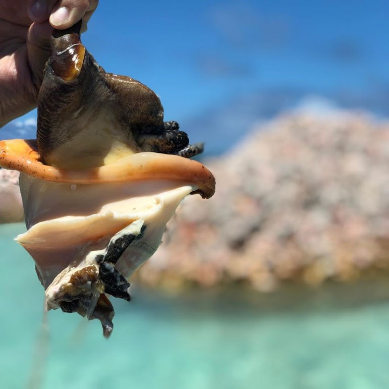 Conch Island — A Huge Cemetery of Millions of Conch Shells