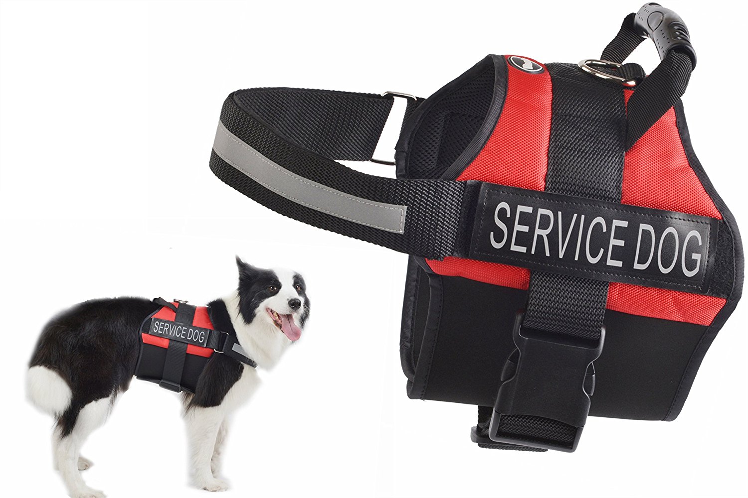 Delta Small Dog Rescue Delta Small Dog Rescue