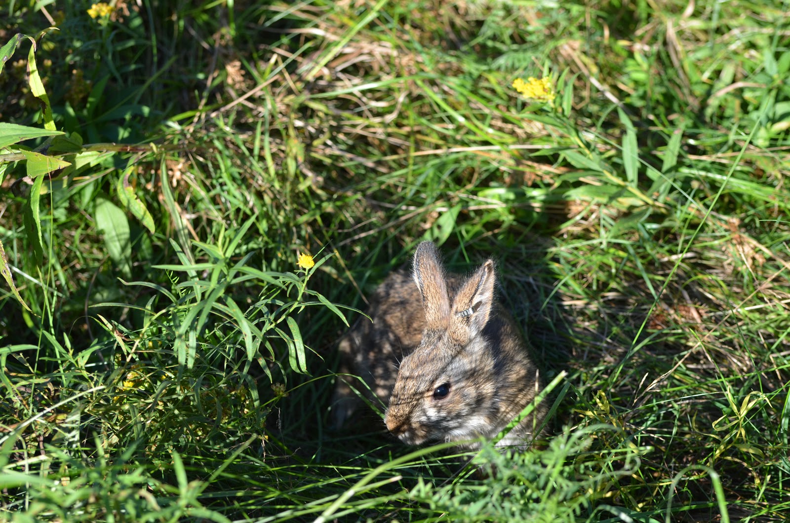 Northeast Ecological Services Great Bay National Wildlife Refuge joins