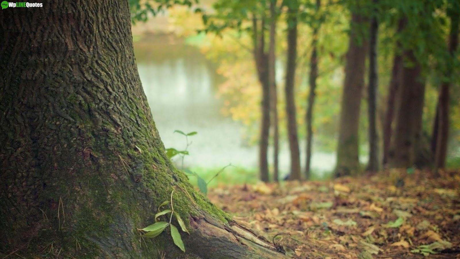 International Day Of Forests Quotes, Slogans, Theme, Facts, Images, Poster International Day Of Forests Quotes, Slogans, Theme, Facts, Images, Poster