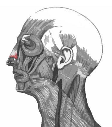 Imagen resaltada del Músculo nasal