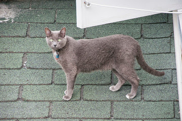 alt="gato azul ruso en la calle"