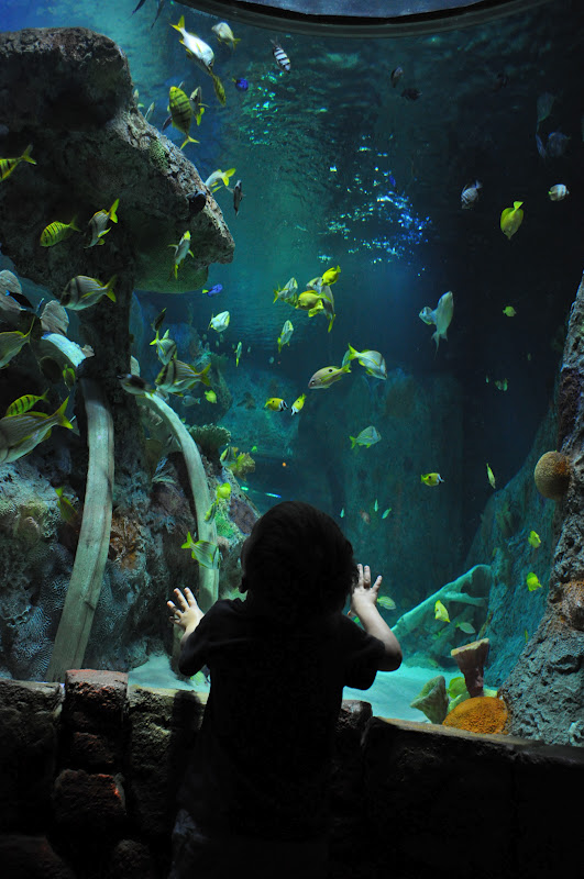 The Brady Family At the New Sea Life Aquarium in Kansas City