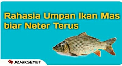 umpan ikan mas neter terus