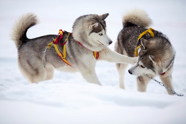Zimowe sporty dla psów