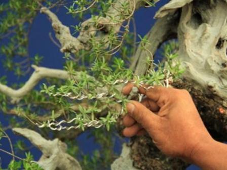 Pengawatan Tanaman Bonsai