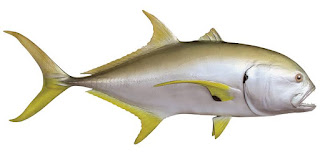 Crevalle Jack Fish Crevalle Jack Fish