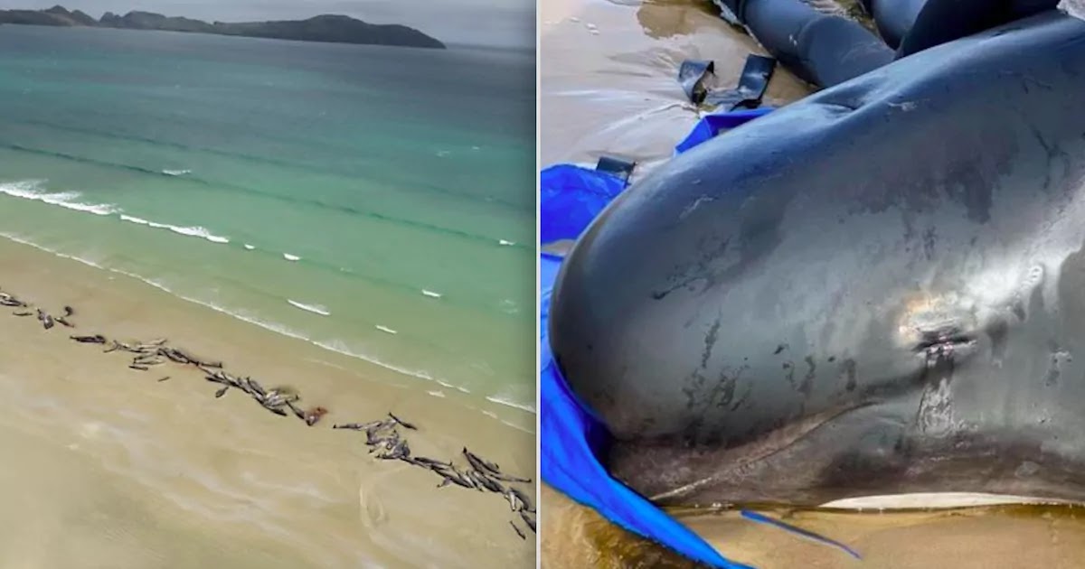 Pilot Whales Beached In Tasmania With Almost 400 Dead In Australia's Worst Mass Stranding Pilot Whales Beached In Tasmania With Almost 400 Dead In Australia's Worst Mass Stranding