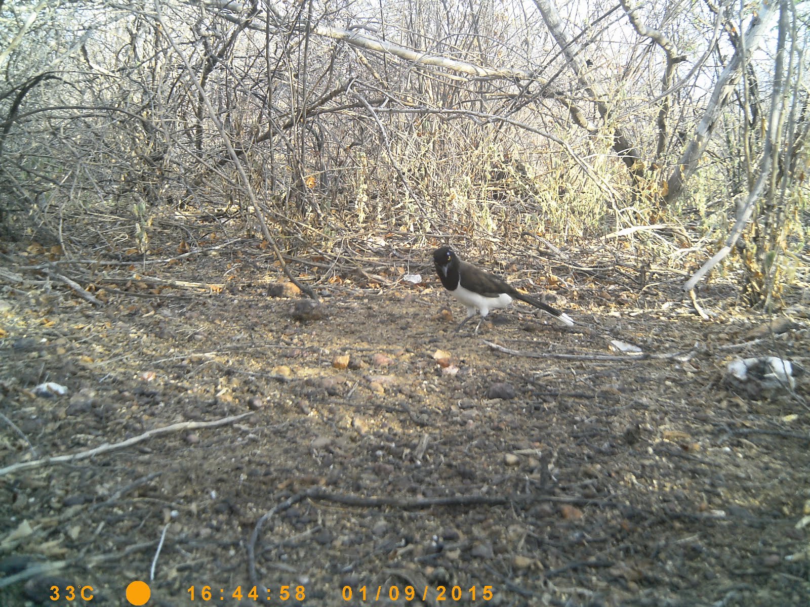 O cancão na caatinga