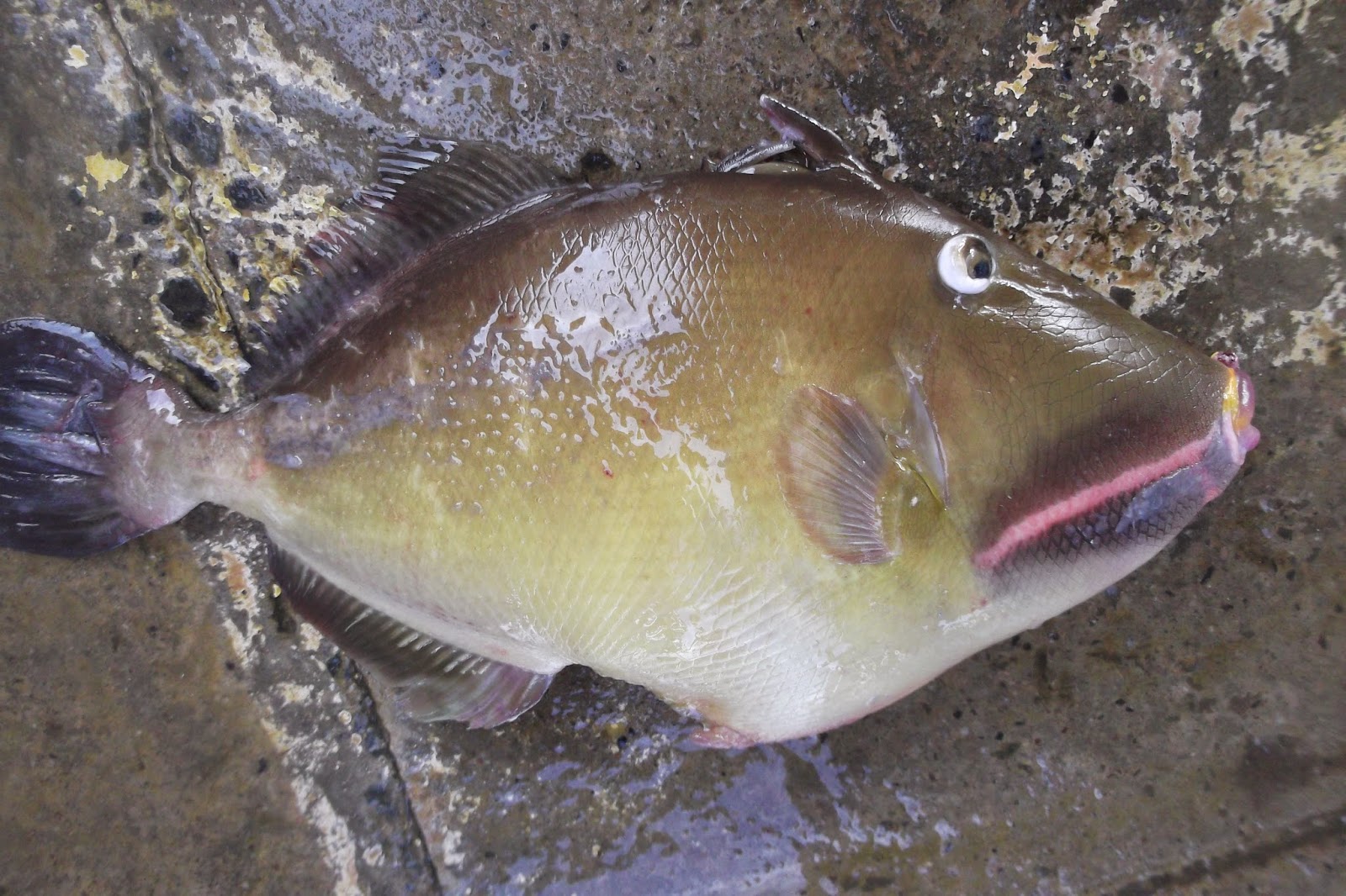 NEGOMBO SEAFOODS: POTHU PARAW