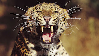 Leopard HD wallpapers 1080p