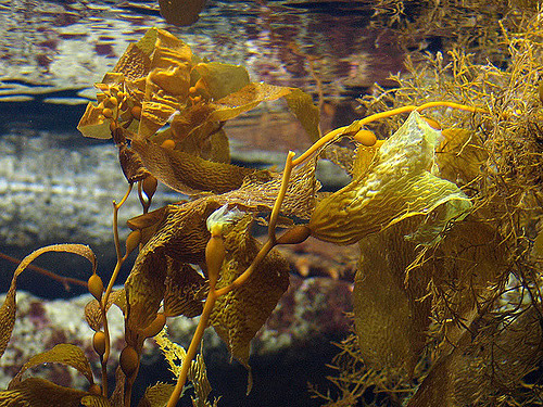 Kelp