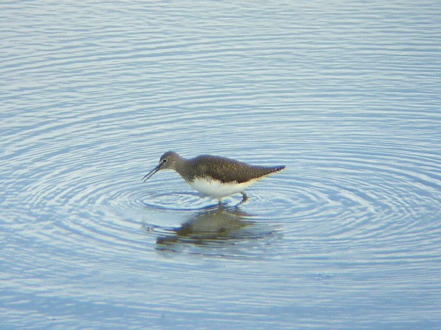 Green Sandpiper