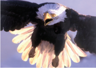 Contoh Soal Materi Binatang Halal Haram Dalam Islam Pilihan Ganda Essay Ilmuwiki