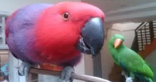 Ciri Ciri Burung Nuri Bayan Eclectus Roratus