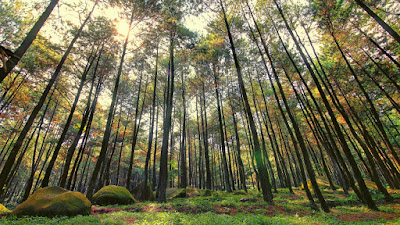 Hutan Pinus Mangunan