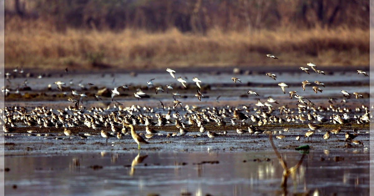 Weekend Postcards: Harmonious Flight Of The Free Willed Avian (Greater Sand Plovers)!