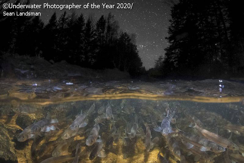 Contest Winners of Underwater Photography 2020 