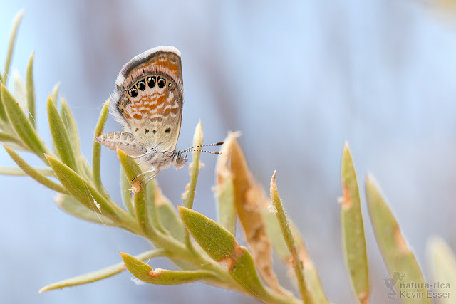 Tiny Butterfly