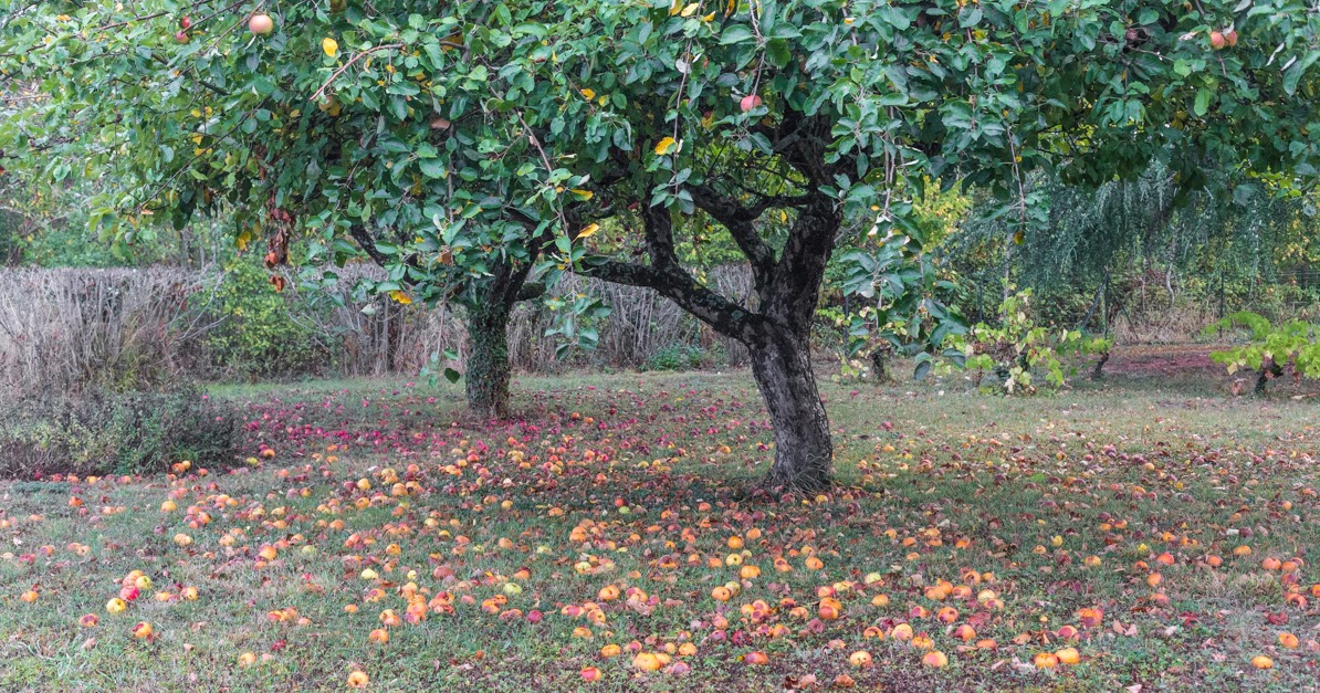 wcs The apples don't fall far from the tree