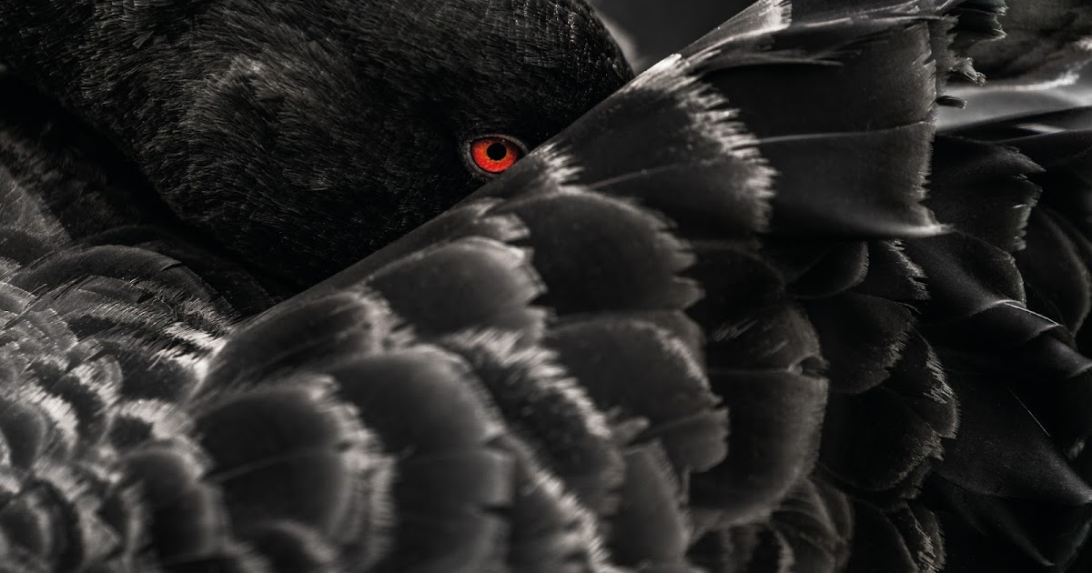 Friedrich Ebert Stiftung