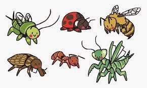 Crime in Belize & Other Things People Worry About 50 Remaxvipbelize: Other bugs