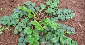 Tanaman Purwoceng - Tanaman Obat