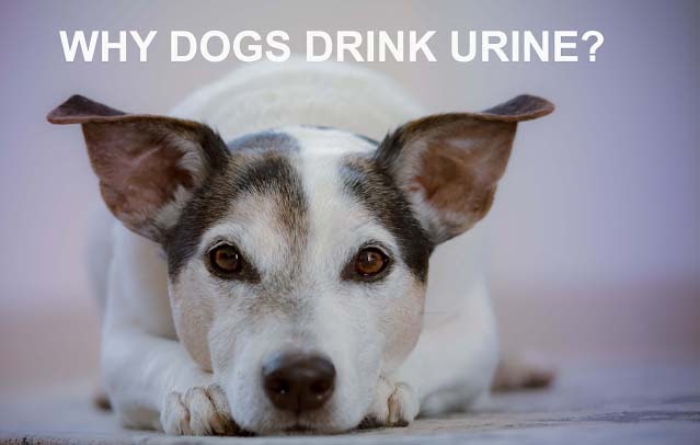 Why Do Dogs Drink Their Urine 11 Causes And 19 Remedies The Happy Puppers