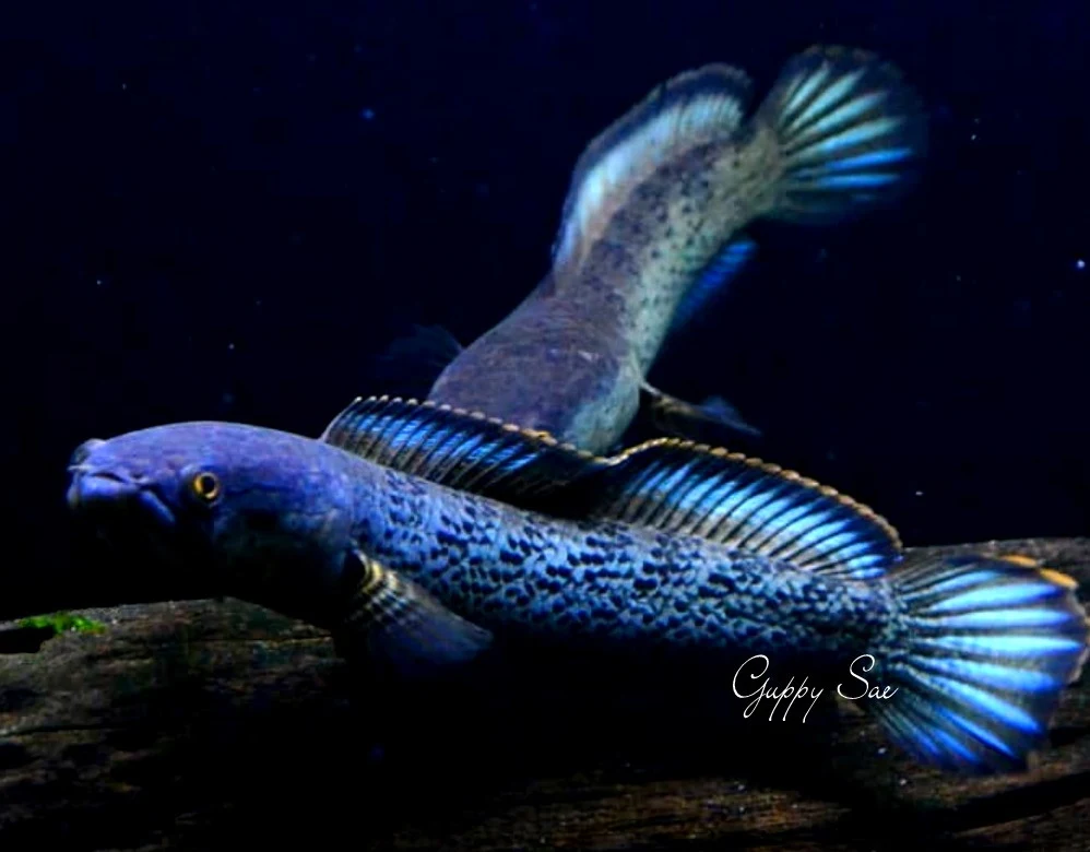 Channa Stewartii - 50 Jenis Ikan Channa Lengkap Beserta Harga Terbaru