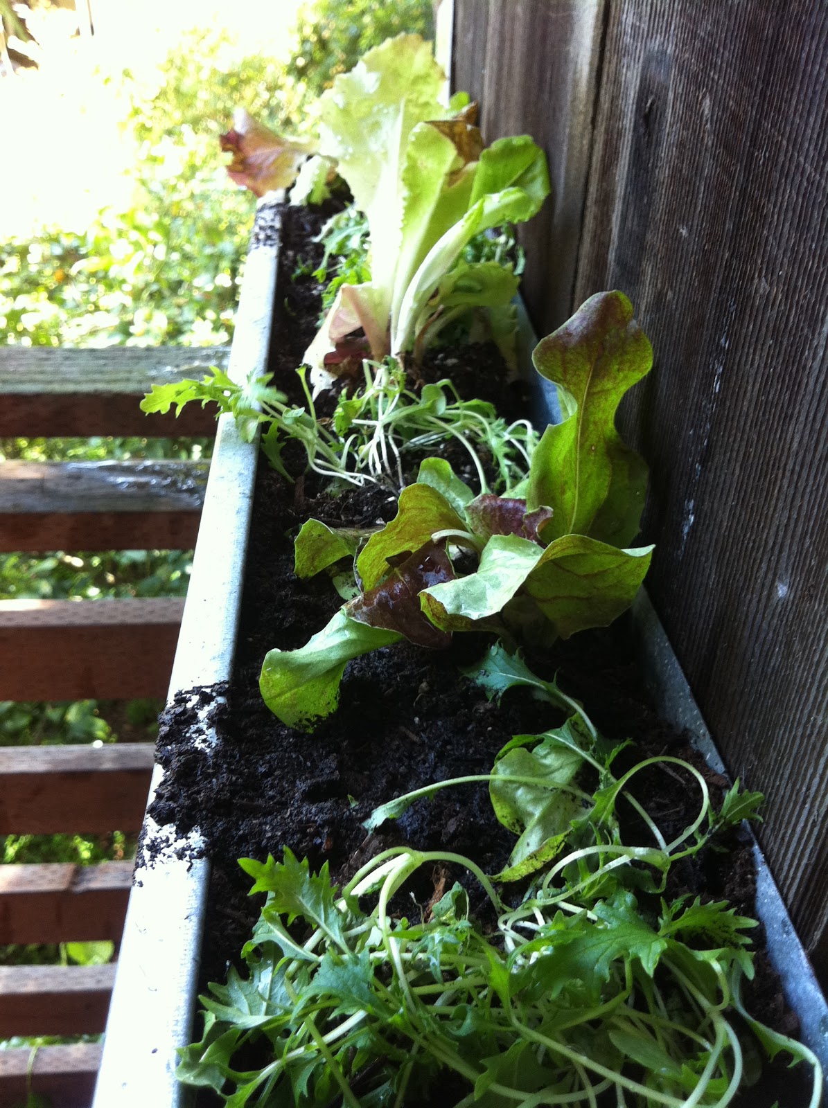 corner blog: how to build a gutter garden