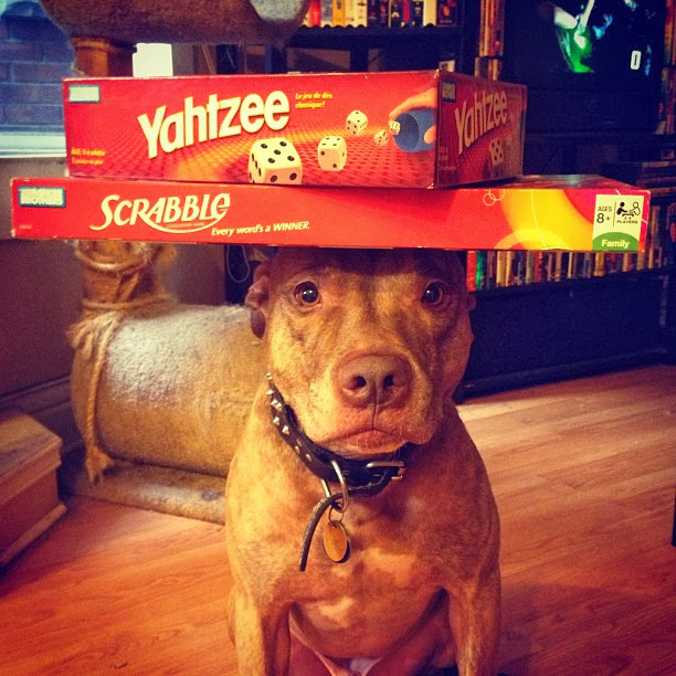 Scout perro equilibrar cosa sobre su cabeza