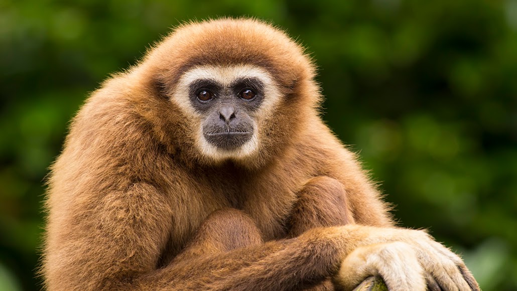 Are Gibbons dangerous? Why do Gibbons scream? Monkey or Apes?