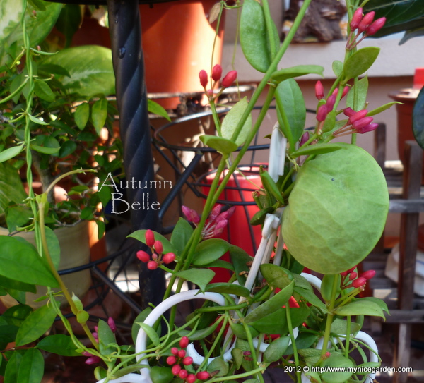 My Nice Garden Dischidia pectinoides Kangaroo Pocket, Ant Plant