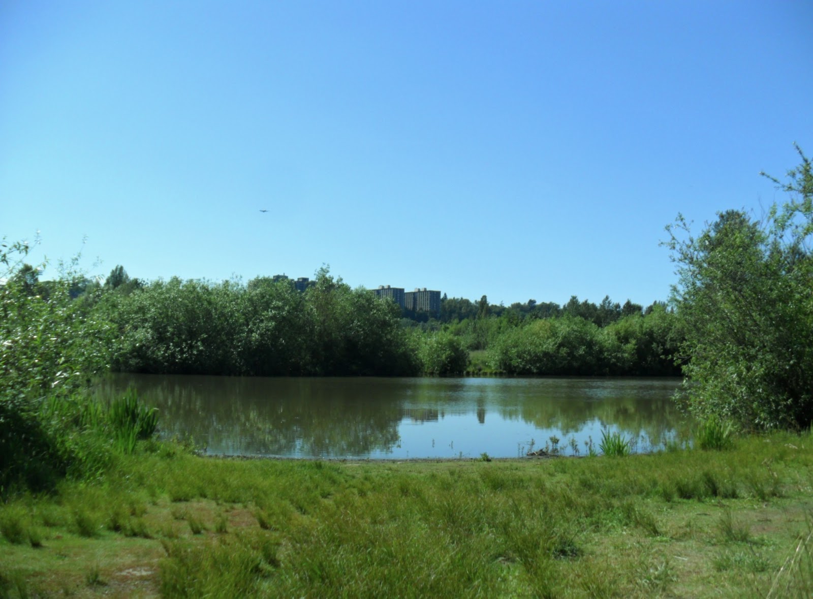 Observing The Natural World: Field Guide & Walking Tour for Union Bay ...