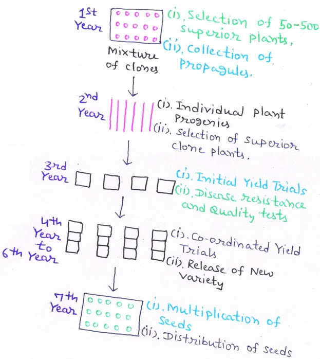 Clonal Selection and Hybridization