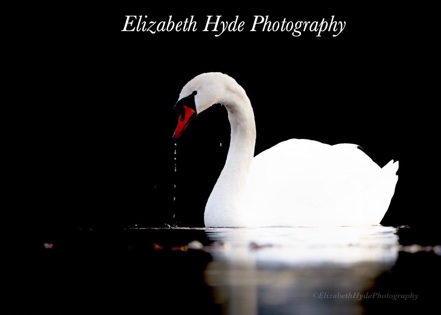 ElizabethHydePhotography