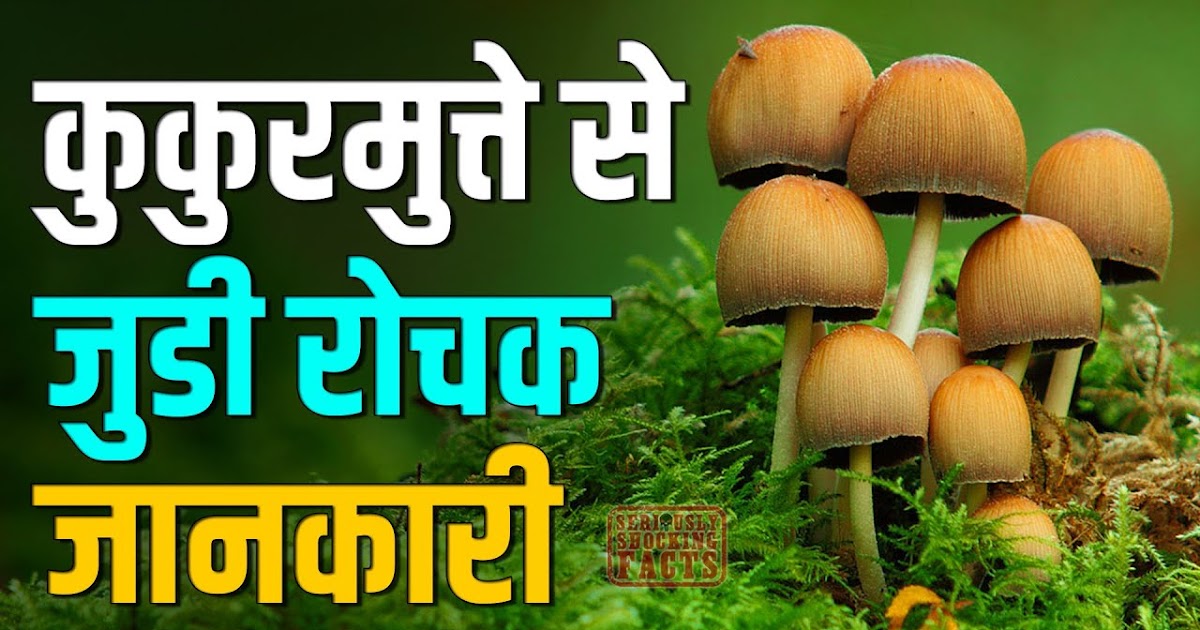 Featured image of post Steps to Prepare Mushroom Information In Hindi
