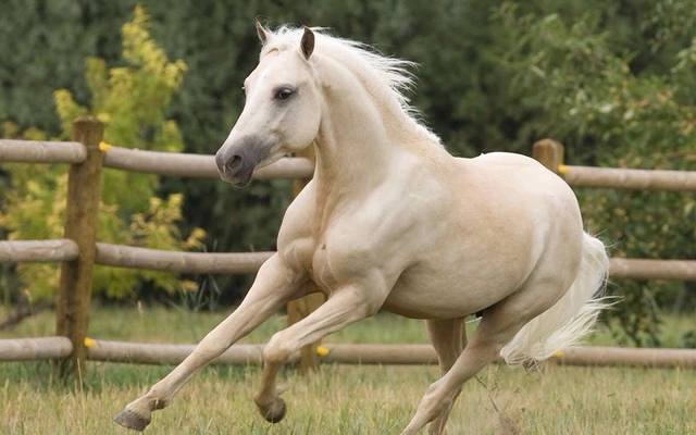 Colección de Caballos: Finos, Percherones y Pura Sangre - BloggerGifs