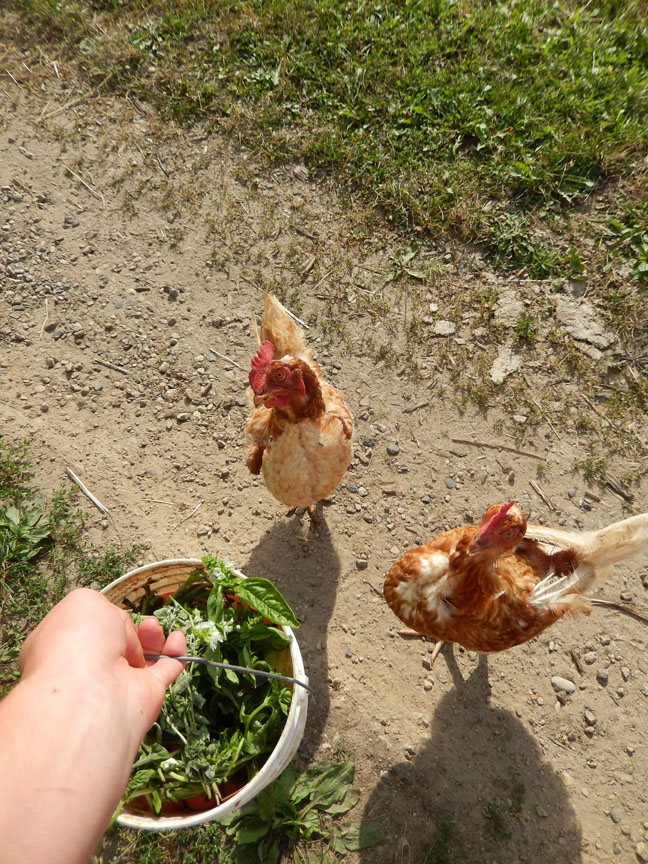 Kim Guare Tomatoes and Tomato Scraps For Chickens