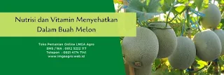 harga benih, melon orange, Action Orange F1, Cap Kapal Terbang, Bisi, jual benih melon, toko pertanian, toko online, lmga agro