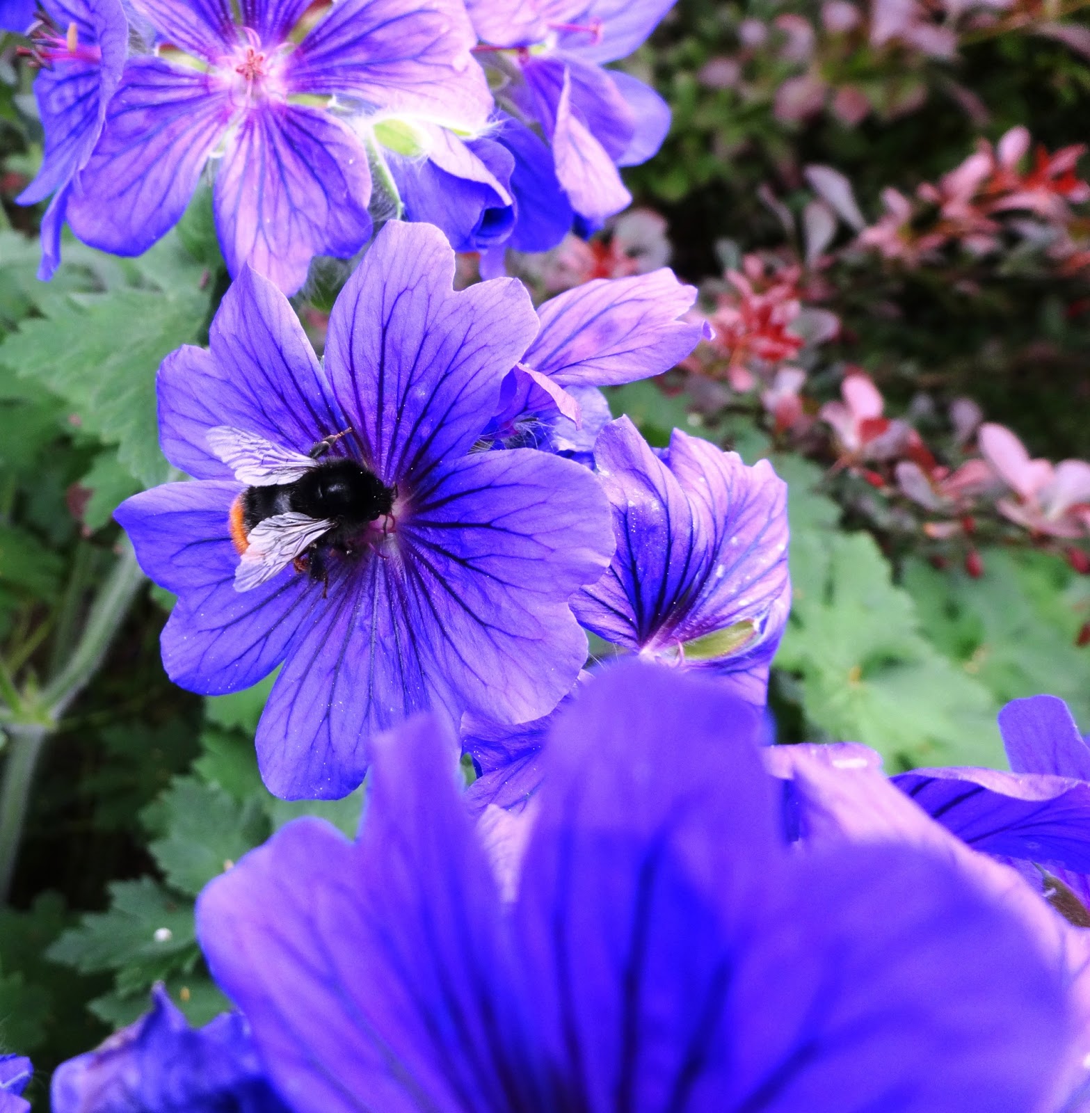 ashokism... Flowers of London...